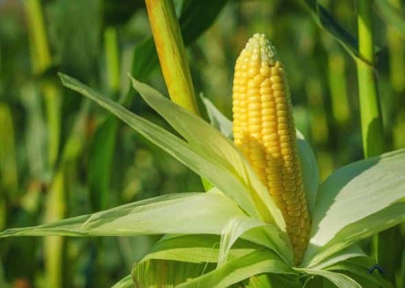 Corn on the cob