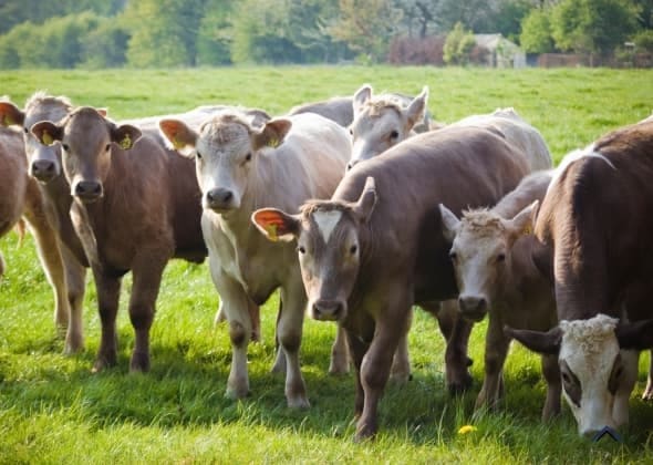 Cows